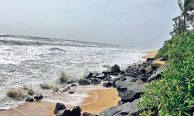 ಉಡುಪಿ ಜಿಲ್ಲಾದ್ಯಂತ ಸಾಧಾರಣ ಮಳೆ; ಕಾಪುವಿನಲ್ಲಿ ಮರ ಬಿದ್ದು ದನ ಸಾವು