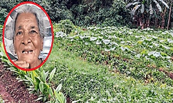 84ನೇ ವಯಸ್ಸಲ್ಲೂ ತರಕಾರಿ ಕೃಷಿ ಕಾಯಕ -4 ಎಕ್ರೆ ಜಾಗದಲ್ಲಿ ಬಸಳೆ ಸಹಿತ ಸಮೃದ್ಧ ತರಕಾರಿ!