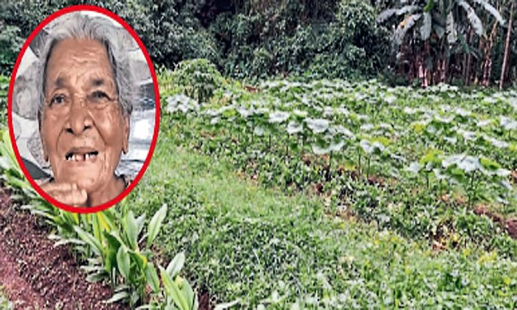 84ನೇ ವಯಸ್ಸಲ್ಲೂ ತರಕಾರಿ ಕೃಷಿ ಕಾಯಕ -4 ಎಕ್ರೆ ಜಾಗದಲ್ಲಿ ಬಸಳೆ ಸಹಿತ ಸಮೃದ್ಧ ತರಕಾರಿ!