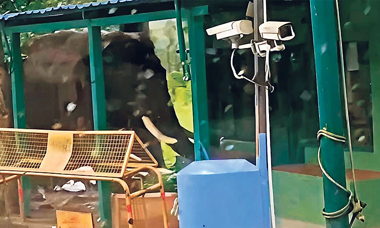 ಕುಶಾಲನಗರ: ಅರಣ್ಯ ಇಲಾಖೆ ಚೆಕ್‌ಪೋಸ್ಟ್‌ಗೆ ಕಾಡಾನೆ ಲಗ್ಗೆ!