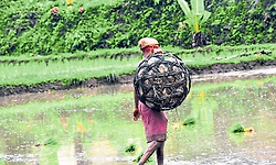 Karkala: ಮಳೆ ಕೊರತೆ: ಬೆಟ್ಟುಗದ್ದೆ ಕೃಷಿಕರಿಗೆ ಕಾಡುತ್ತಿದೆ ಚಿಂತೆ