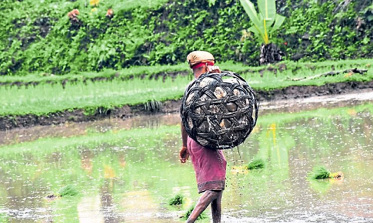 Karkala: ಮಳೆ ಕೊರತೆ: ಬೆಟ್ಟುಗದ್ದೆ ಕೃಷಿಕರಿಗೆ ಕಾಡುತ್ತಿದೆ ಚಿಂತೆ