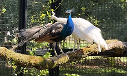 India donates five peacocks to UN Geneva, reviving decades-old tradition
