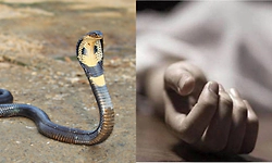 Snake bites 6 tribal girls at school in Maharashtra's Gadchiroli; 3 dead, probe ordered