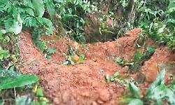 ಕನಕಮಜಲು: ಅಡಿಕೆ ತೋಟಕ್ಕೆ ಕಾಡಾನೆ ದಾಳಿ: ಗ್ರಾಮಸ್ಥರಲ್ಲಿ ಆತಂಕ!