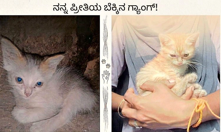 ರಾತ್ರಿ ಮಲಗೋಕೆ ನನ್ನ ಹೊಟ್ಟೆಯೇ ಬೇಕು ಎನ್ನುವ ನನ್ನ ಪ್ರೀತಿಯ ಗ್ಯಾಂಗ್!