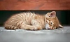Nearly 20 cats found dead and mutilated, case filed
