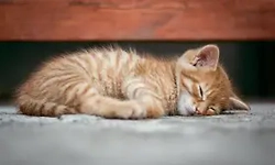 Nearly 20 cats found dead and mutilated, case filed