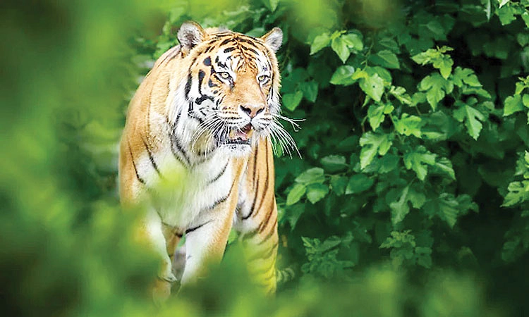 ವಿರಾಜಪೇಟೆ: ಕೊಳತ್ತೋಡುವಿನಲ್ಲಿ  ಹುಲಿ ಪ್ರತ್ಯಕ್ಷ