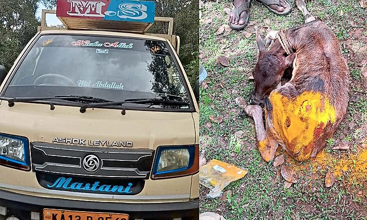 ಅಕ್ರಮ ಗೋಸಾಗಣೆ ಆರೋಪ: 1.5 ಕಿ.ಮೀ. ರಸ್ತೆಯಲ್ಲಿ ಕರು ಎಳೆದೊಯ್ದ ಅಮಾನವೀಯ ಘಟನೆ