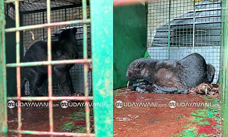 Belthangady: ಶಿರ್ಲಾಲ್‌ನಲ್ಲಿ ಬೋನಿಗೆ ಬಿದ್ದ‌ ಕರಿ ಚಿರತೆ..!