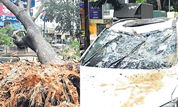ಕ್ಯಾಂಟರ್‌ ಡಿಕ್ಕಿ: ಬುಡ ಸಮೇತ ಉರುಳಿ ಬಿದ್ದ ಮರ