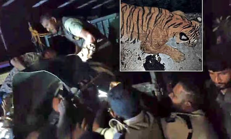 Mother tiger and three cubs captured near Bandipur after five-hour operation