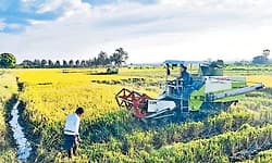 Kota: ಯಂತ್ರಗಳ ಕೊರತೆಯಿಂದ ಜಿಲ್ಲೆಯಲ್ಲಿ ಕಟಾವಿಗೆ ಸಮಸ್ಯೆ