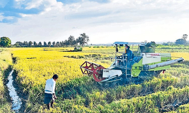 Kota: ಯಂತ್ರಗಳ ಕೊರತೆಯಿಂದ ಜಿಲ್ಲೆಯಲ್ಲಿ ಕಟಾವಿಗೆ ಸಮಸ್ಯೆ