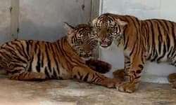 Hunsur: ಈಚೆಗೆ ಸೆರೆಯಾಗಿದ್ದ 4 ಹುಲಿ ಮರಿ ಪುನರ್ವಸತಿ ಕೇಂದ್ರದಲ್ಲಿ ಸಾವು