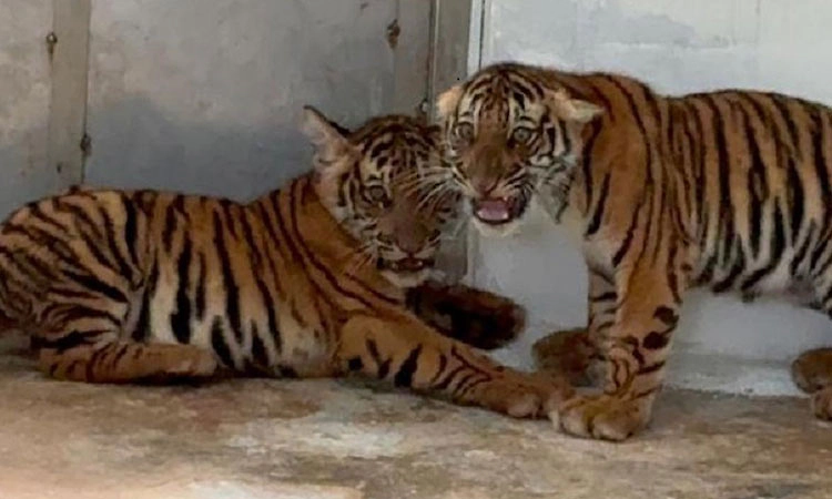 Hunsur: ಈಚೆಗೆ ಸೆರೆಯಾಗಿದ್ದ 4 ಹುಲಿ ಮರಿ ಪುನರ್ವಸತಿ ಕೇಂದ್ರದಲ್ಲಿ ಸಾವು