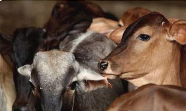 ಆನಂದಪುರ: ಅಕ್ರಮವಾಗಿ ಗೋವುಗಳ ಸಾಗಾಟ; ಇಬ್ಬರ ವಿರುದ್ಧ ಪ್ರಕರಣ ದಾಖಲು