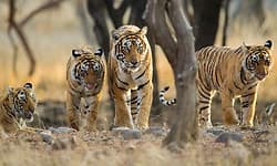 Medininagar: ಜಾರ್ಖಂಡ್‌ನಲ್ಲಿ ಡಿ. 15 ರಿಂದ ಹುಲಿ, ವನ್ಯಜೀವಿಗಳ ಗಣತಿ ಆರಂಭ