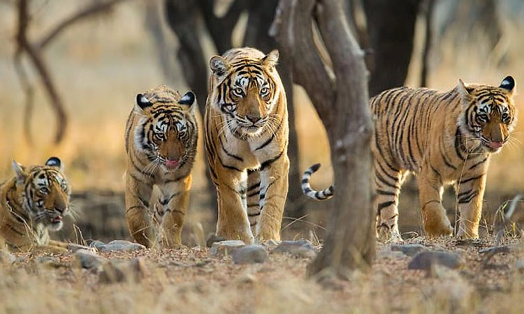 Medininagar: ಜಾರ್ಖಂಡ್‌ನಲ್ಲಿ ಡಿ. 15 ರಿಂದ ಹುಲಿ, ವನ್ಯಜೀವಿಗಳ ಗಣತಿ ಆರಂಭ