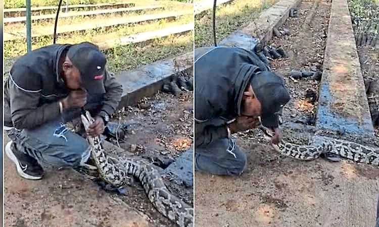 Video: ಮೂರ್ಛೆ ತಪ್ಪಿ ಬಿದ್ದಿದ್ದ ಹೆಬ್ಬಾವಿಗೆ ಸಿಪಿಆರ್ ನೀಡಿ ಮರುಜನ್ಮ ನೀಡಿದ ಉರಗ ರಕ್ಷಕ