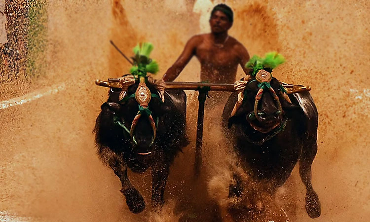 Mangaluru: ಪಿಲಿಕುಳದಲ್ಲಿ "ಕಂಬಳ ಭವನ' ಜಾಗ, ಅನುದಾನಕ್ಕೆ ಸಿಎಂಗೆ ಒತ್ತಾಯ