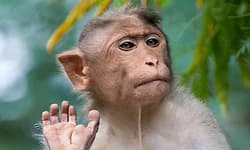 ಮಂಗಗಳ ಸಾವು ಕೆಎಫ್‌ಡಿ ಸೋಂಕಿನಿಂದಲ್ಲ; ವರದಿ ಬಳಿಕ ಮಂಗನ ಕಾಯಿಲೆ ಭೀತಿಯಿಂದ ಜನ ನಿರಾಳ