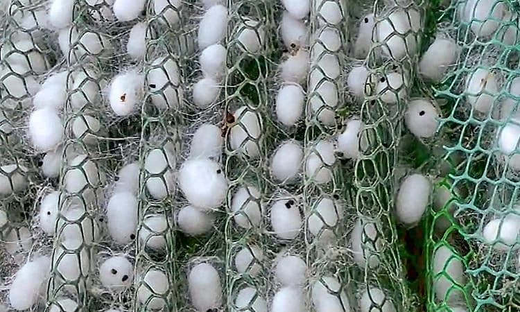 Dotihal: ಈ ಕೃಷಿಗೆ ಒಮ್ಮೆ ಬಂಡವಾಳ ಹಾಕಿದರೆ.. ಸರಿಯಾದ ಸಮಯಕ್ಕೆ ಆದಾಯ