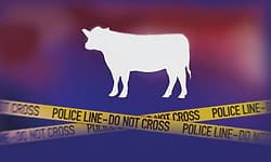 Mangaluru: ಬೀದಿ ಬದಿ ವ್ಯಾಪಾರಿಯಿಂದ ದನಕ್ಕೆ ಇರಿತ