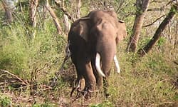 Kadaba: ಮರ್ದಾಳ ಪರಿಸರದಲ್ಲಿ ಆನೆ ದಾಳಿ; ಕೃಷಿಗೆ ಹಾನಿ