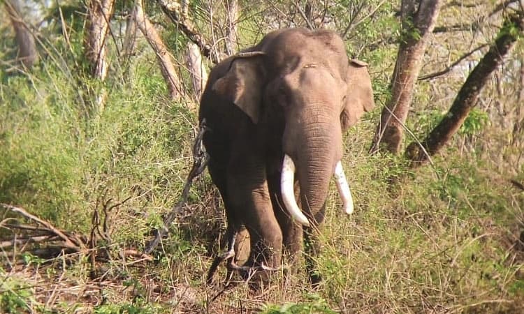 Kadaba: ಮರ್ದಾಳ ಪರಿಸರದಲ್ಲಿ ಆನೆ ದಾಳಿ; ಕೃಷಿಗೆ ಹಾನಿ
