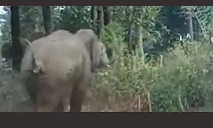 ಬೇಲೂರು: ಮನೆಯಂಗಳಕ್ಕೆ ಬಂದ ಒಂಟಿಸಲಗ ದಾಂಧಲೆ