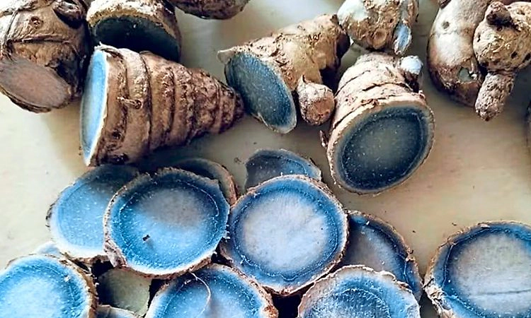 ಅಪರೂಪದ ‘ನೀಲಿ ಅರಿಶಿನ’ದ ಬಗ್ಗೆ ನಿಮಗೆ ಗೊತ್ತೇ? ಇಲ್ಲಿದೆ ಇದರ ಅದ್ಭುತ ಗುಣಗಳು!