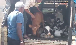 Hunsur: ಕಸಾಯಿಖಾನೆಗೆ ಸಾಗಿಸುತ್ತಿದ್ದ 19 ಕರುಗಳ ರಕ್ಷಣೆ