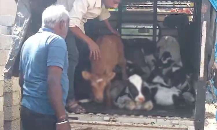 Hunsur: ಕಸಾಯಿಖಾನೆಗೆ ಸಾಗಿಸುತ್ತಿದ್ದ 19 ಕರುಗಳ ರಕ್ಷಣೆ