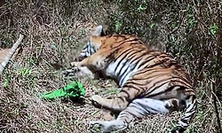 Madikeri: ಜಾನುವಾರುಗಳ ಮೇಲೆ ದಾಳಿ ಮಾಡುತ್ತಿದ್ದ ಹುಲಿ ಸೆರೆ