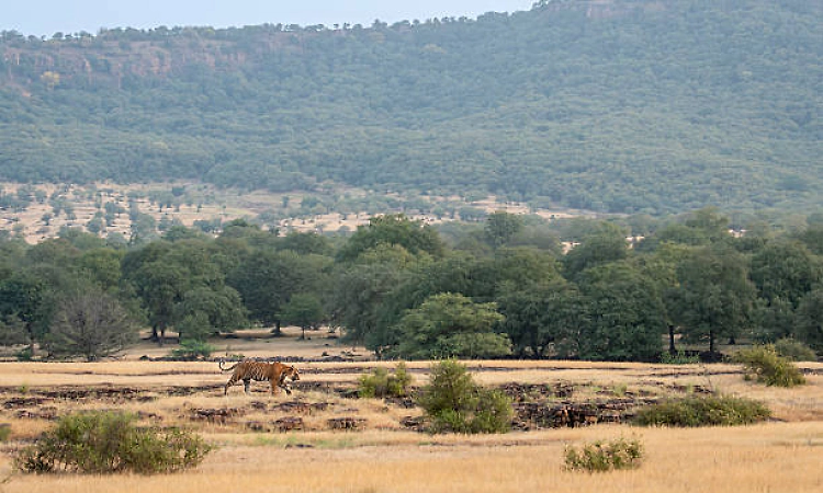 Aravallis lost 13.8% soil per year during 2017-2024: Study