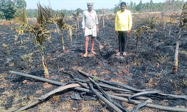 Anandapura: ವಿದ್ಯುತ್ ಶಾರ್ಟ್ ಸರ್ಕ್ಯೂಟ್, ಅಡಕೆ ತೋಟಕ್ಕೆ ಬೆಂಕಿ ಅಪಾರ; ಹಾನಿ