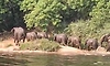 Herd of wild elephants spotted near Kumaradhara river in Kadaba