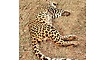 Leopard dies after fight with porcupine in Bandipur buffer zone