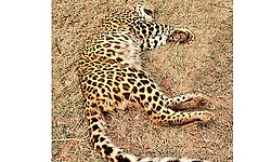 Leopard dies after fight with porcupine in Bandipur buffer zone