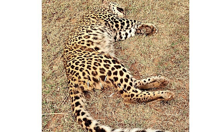 Leopard dies after fight with porcupine in Bandipur buffer zone