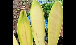 Mangaluru: High demand for areca flowers in coastal region; prices soar!