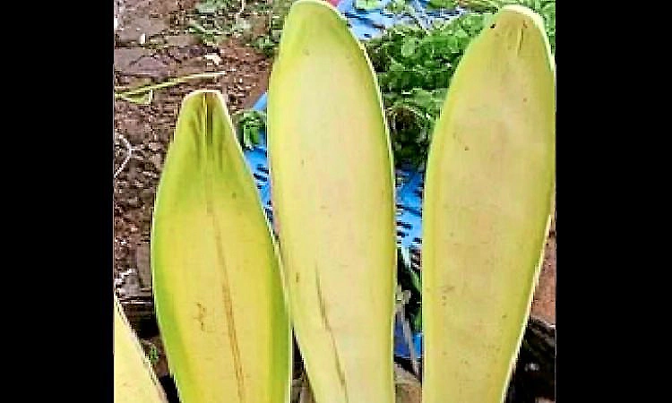 Mangaluru: High demand for areca flowers in coastal region; prices soar!