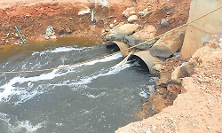 Severe mosquito menace on the banks of Phalguni river