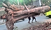 ಒಣ ಮರ, ಕೊಂಬೆ ಕಂಡರೆ ಕರೆ ಮಾಡಿ: ದಲ್ಜಿತ್‌ ಕುಮಾರ್