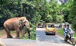 Charmadi Ghat: ರಸ್ತೆ ಮಧ್ಯೆ ನಿಂತ ಒಂಟಿ ಸಲಗ.. ಗಂಟೆಗಳ ಕಾಲ ಟ್ರಾಫಿಕ್ ಜಾಮ್
