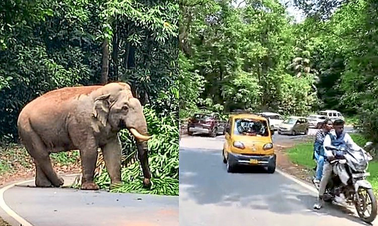 Charmadi Ghat: ರಸ್ತೆ ಮಧ್ಯೆ ನಿಂತ ಒಂಟಿ ಸಲಗ.. ಗಂಟೆಗಳ ಕಾಲ ಟ್ರಾಫಿಕ್ ಜಾಮ್