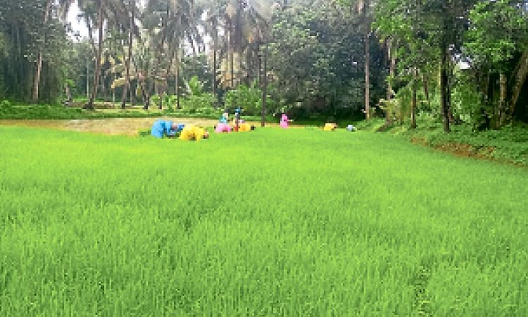 Mulki: ಭತ್ತ ಕೃಷಿ ಚುರುಕು: ಎಂಒ4 ಬಿತ್ತನೆ ಬೀಜಕ್ಕೆ ಬೇಡಿಕೆ