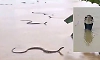 China floods: Over 900 snakes swept into flood-hit areas, triggering panic among locals